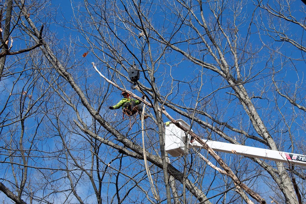 Dead or hanging branches