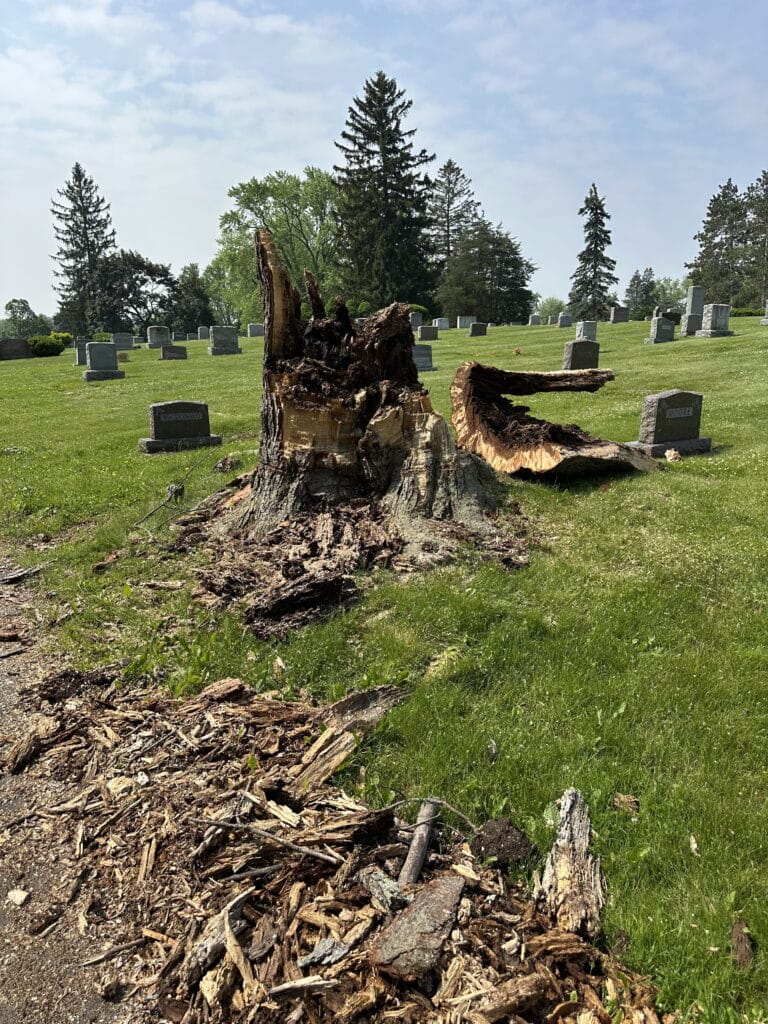 Decaying tree