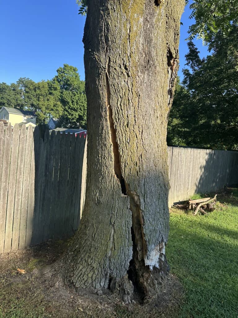 Cracks in trunk