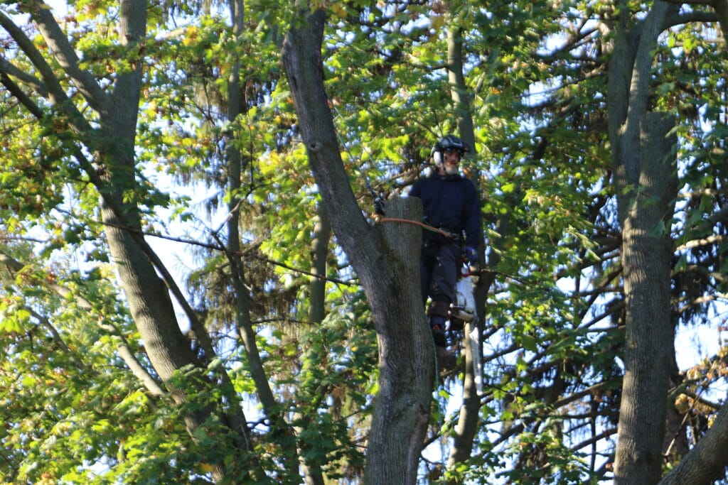 Professional tree trimming to improve tree health and safety