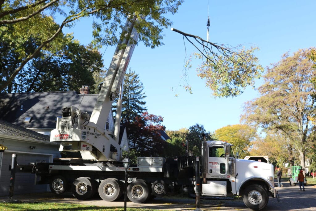 Crane assisted tree removal