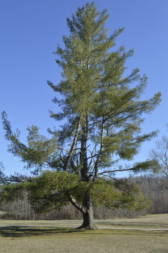 Pine Trees