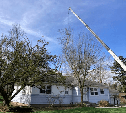 Crane assisted tree removal