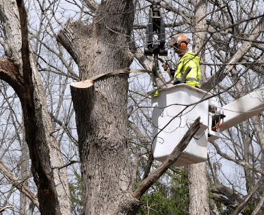 Professional tree removal near a home in Mid-Michigan