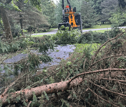 Storm-damaged evergreen tree removal by Wright Way Tree Company