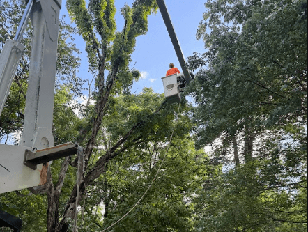 Tree trimming & pruning