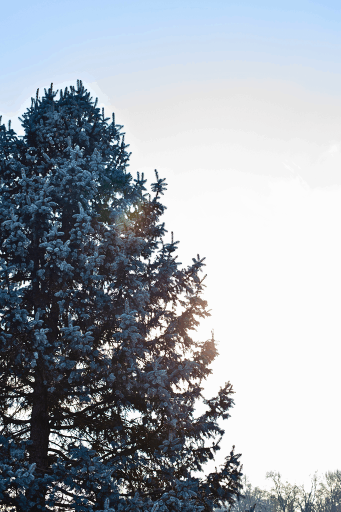 Spruce tree