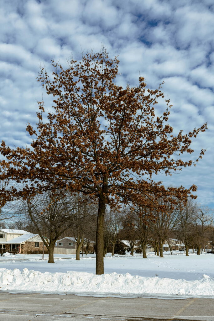 Cottonwood Tree