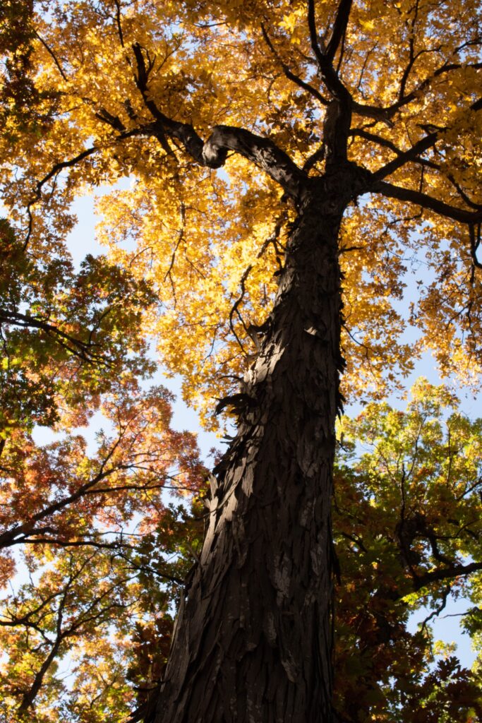 Hickory Tree