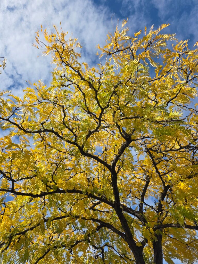 Honey Locust Tree