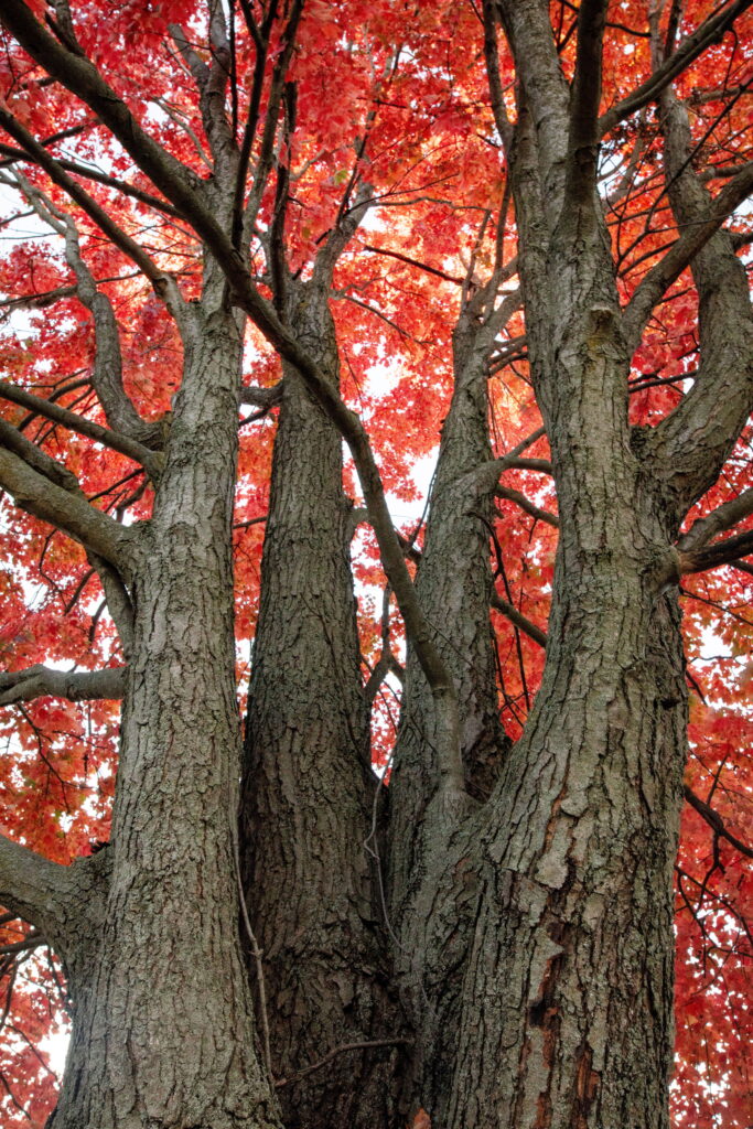 Maple Tree