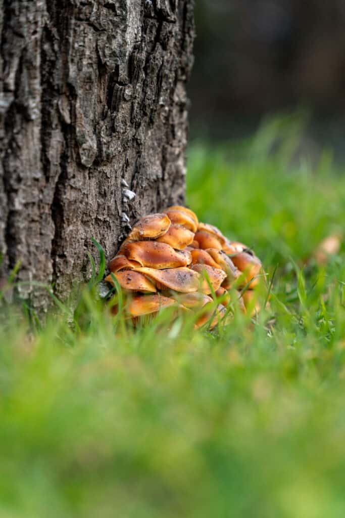 Mushrooms at the base of a tree