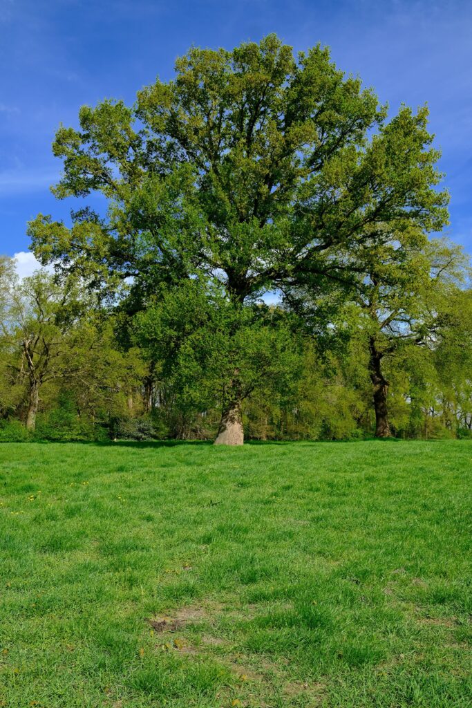 Oak Trees