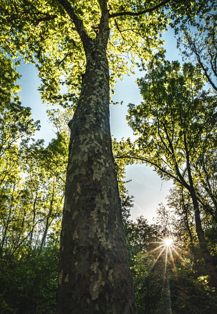 Sycamore Tree