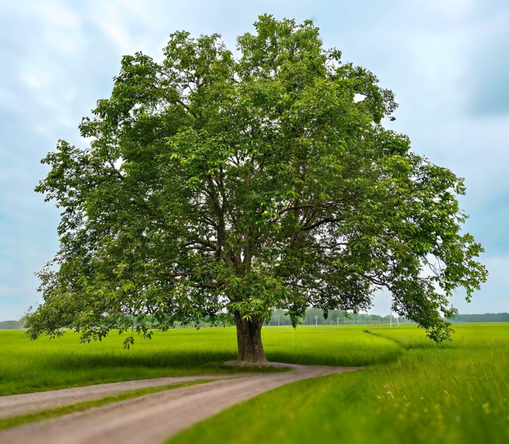 Walnut trees