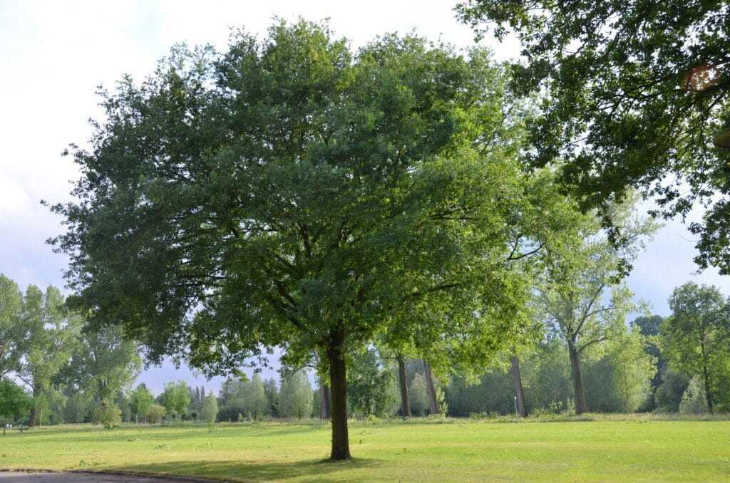 Ash Tree