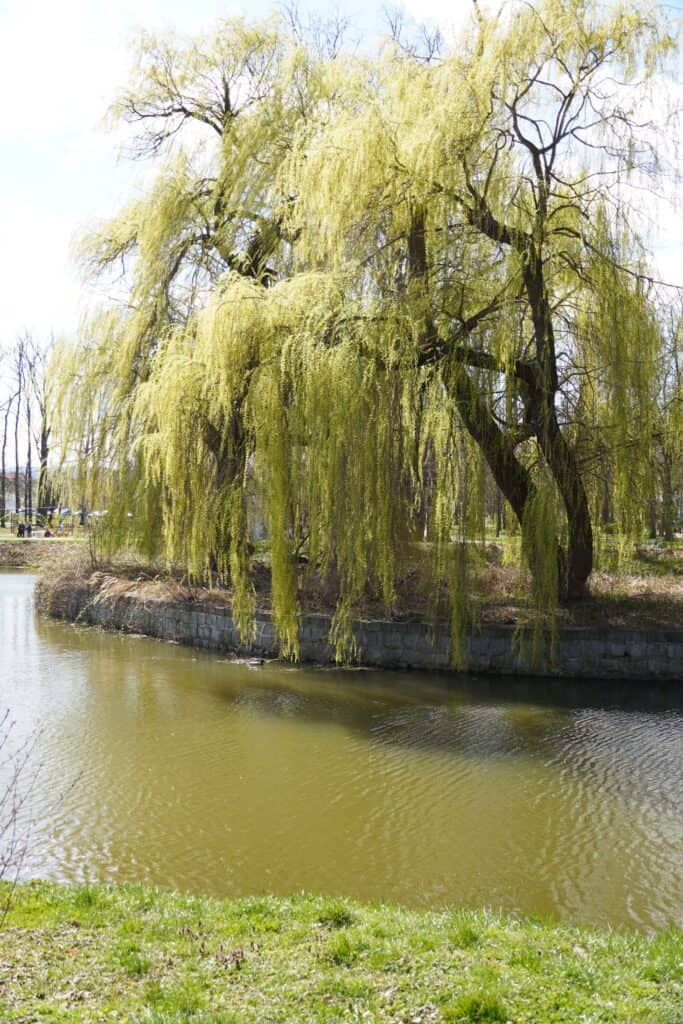 Willow tree